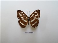 藏品(玄珠帶蛺蝶)的圖片